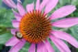 Echinacea Herbal Medicine